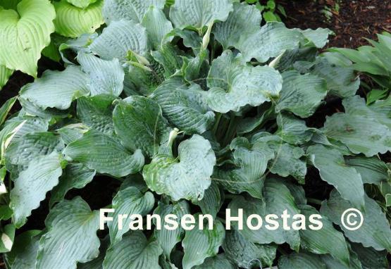 Hosta Ice Prancer